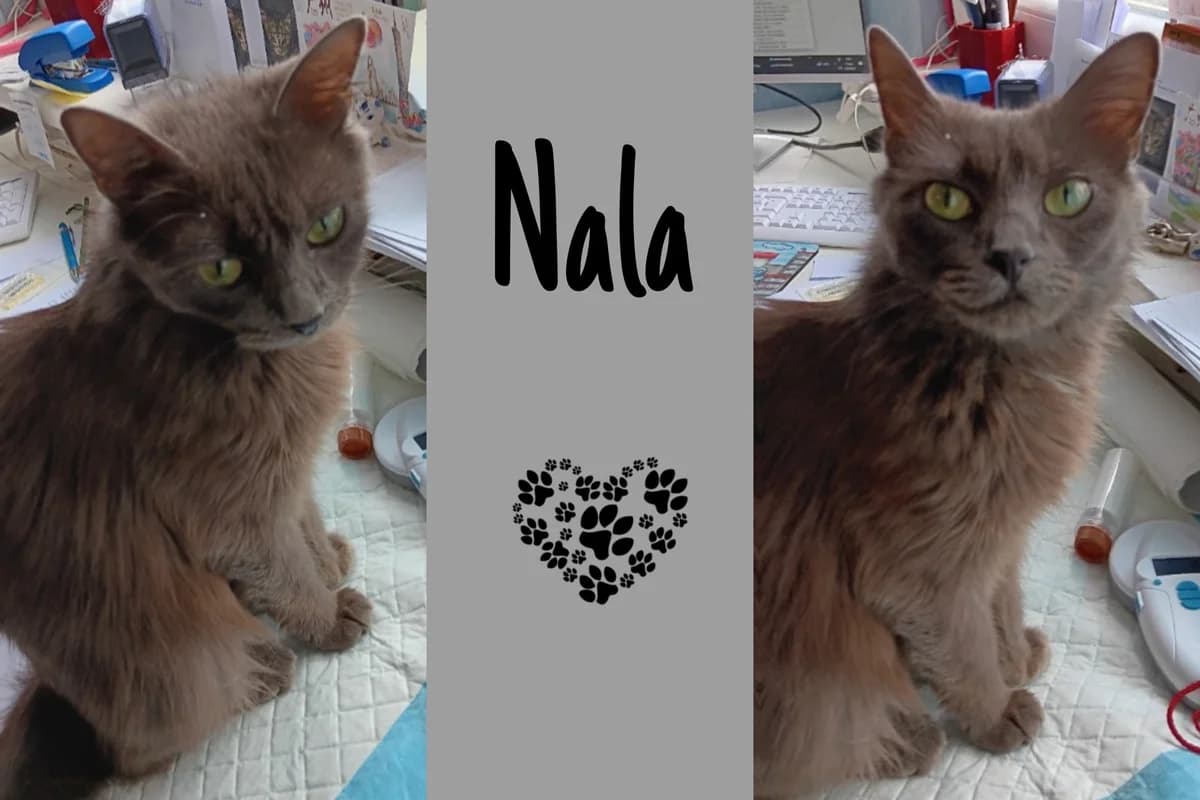 Nala, blau young Mixed Breed for adoption at Katzenhilfe Karlsruhe e.V., Karlsruhe