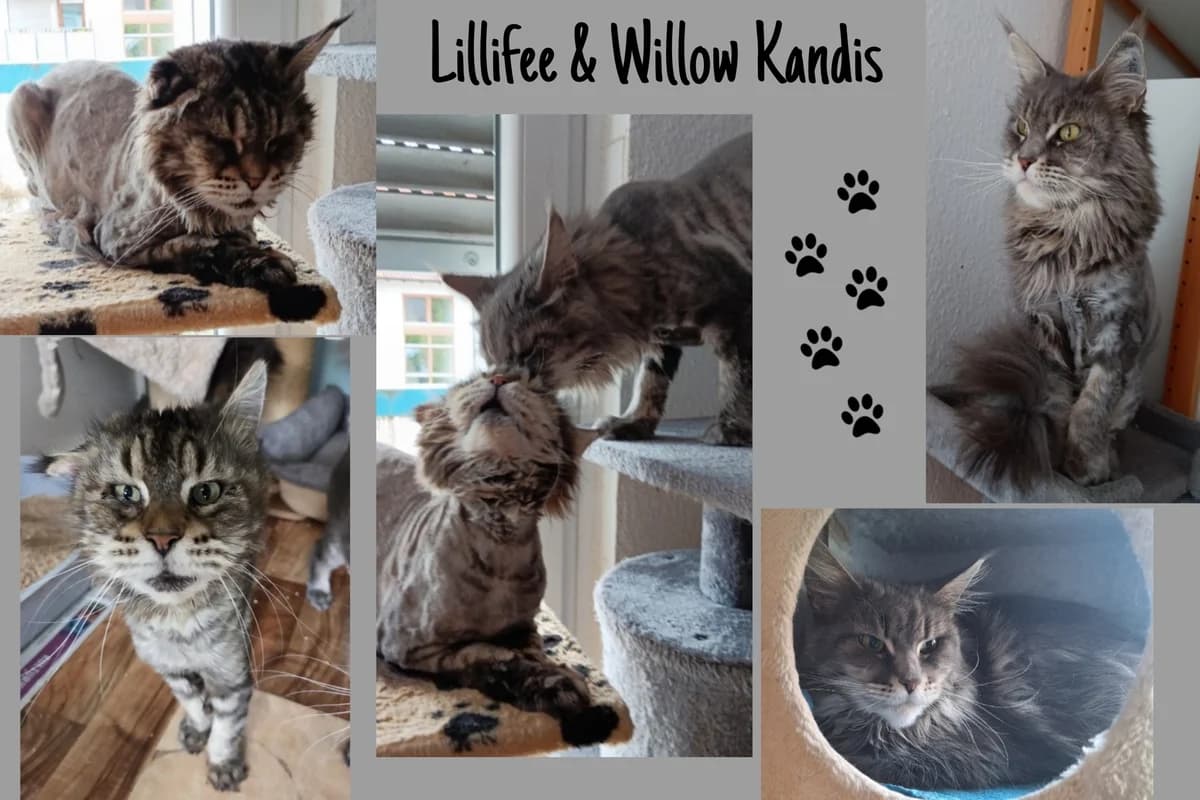 Willow Kandis & Lillifee, senior Mixed Breed for adoption at Katzenhilfe Karlsruhe e.V., Karlsruhe
