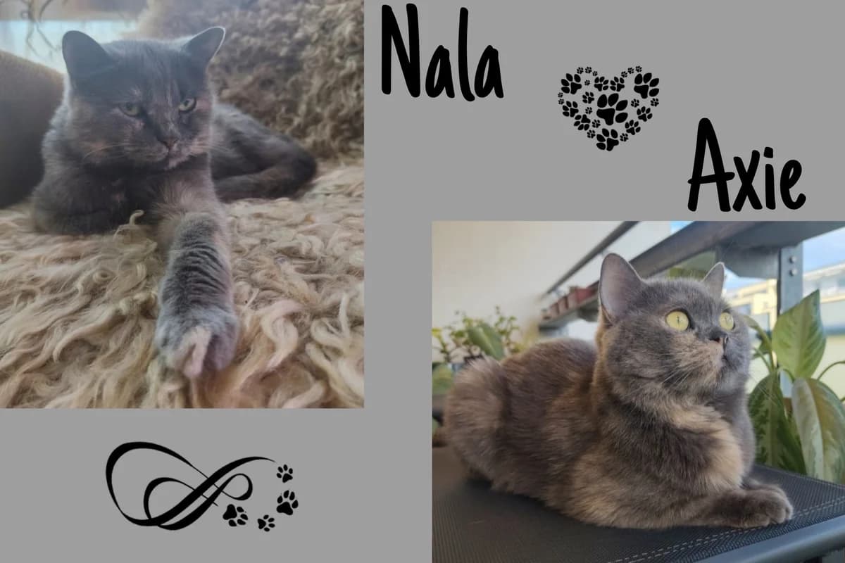 Nala & Axie, 4yo Mixed Breed for adoption at Katzenhilfe Karlsruhe e.V., Karlsruhe