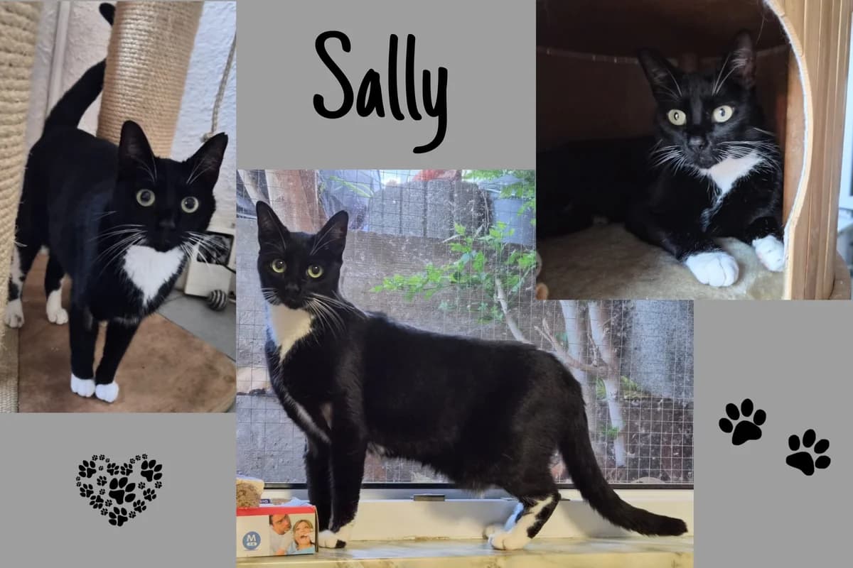 Sally, schwarz 4yo Mixed Breed for adoption at Katzenhilfe Karlsruhe e.V., Karlsruhe