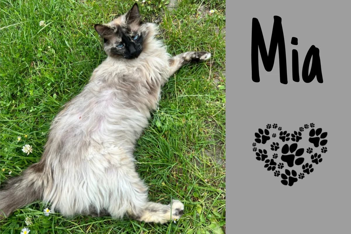 Mia, 4yo Mixed Breed for adoption at Katzenhilfe Karlsruhe e.V., Karlsruhe