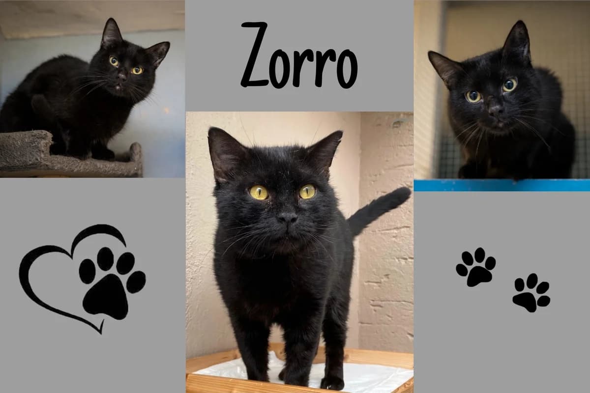 Zorro, male 4yo Mixed Breed for adoption at Katzenhilfe Karlsruhe e.V., Karlsruhe