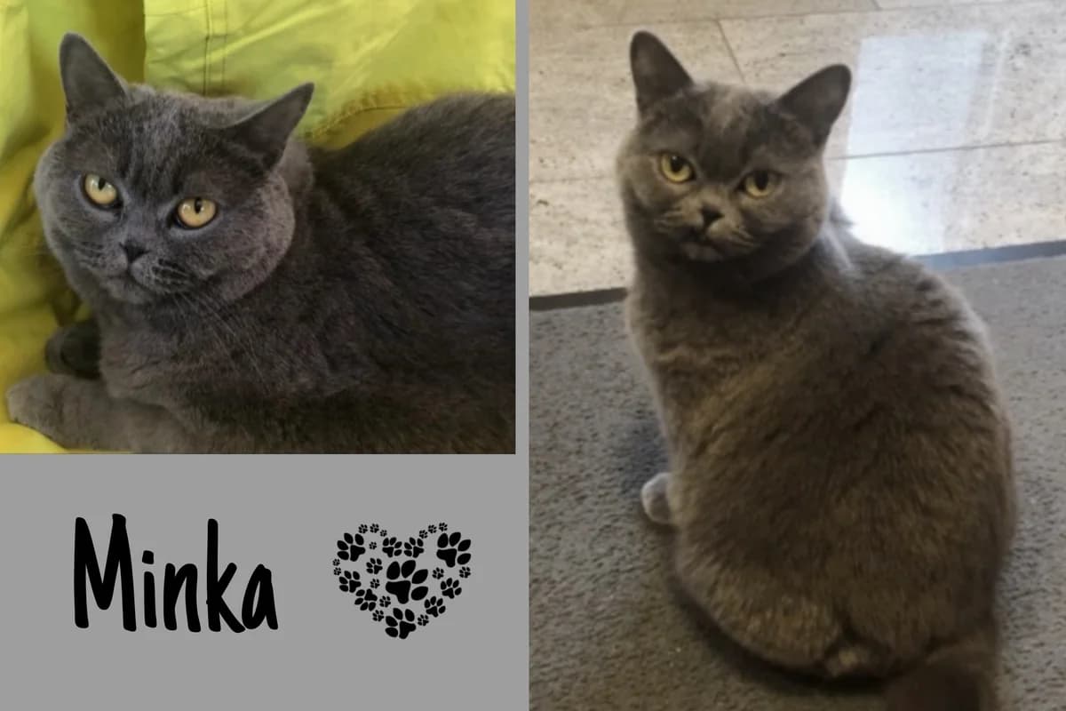 Minka, Mixed Breed for adoption at Katzenhilfe Karlsruhe e.V., Karlsruhe