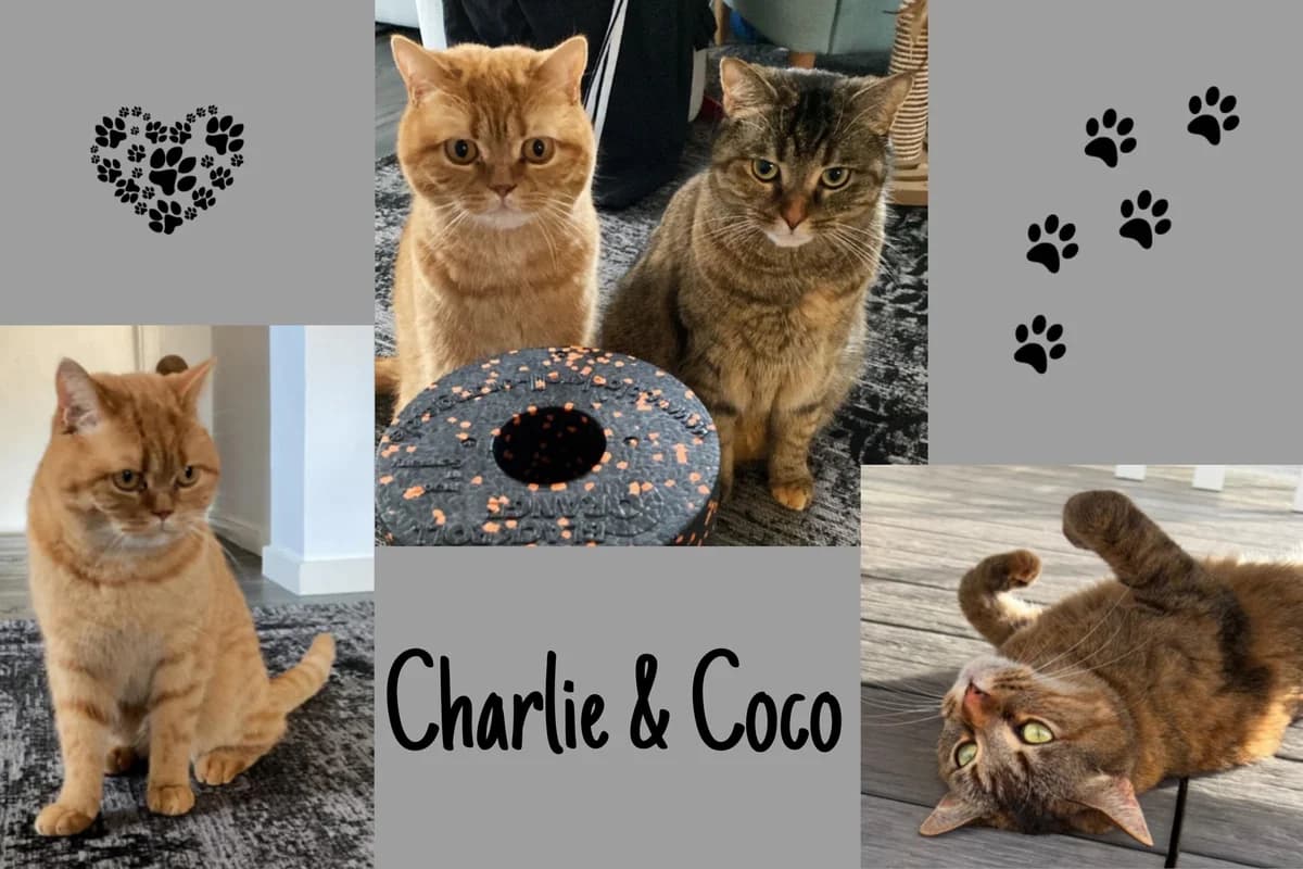 Charlie & Coco, rot male 4yo Mixed Breed for adoption at Katzenhilfe Karlsruhe e.V., Karlsruhe