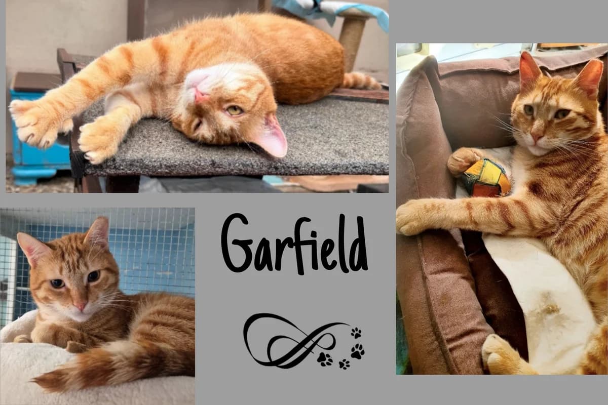 Garfield, male Mixed Breed for adoption at Katzenhilfe Karlsruhe e.V., Karlsruhe
