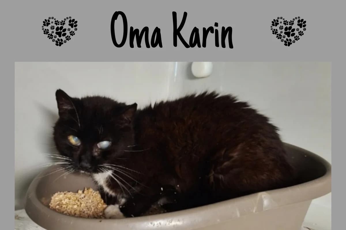 Oma Karin, senior Mixed Breed for adoption at Katzenhilfe Karlsruhe e.V., Karlsruhe