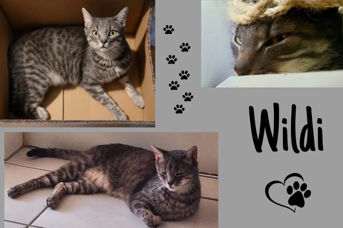 Wildi, male 5yo Mixed Breed for adoption at Katzenhilfe Karlsruhe e.V., Karlsruhe