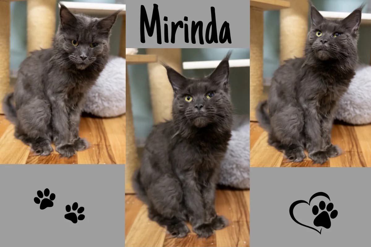 Mirinda, senior Mixed Breed for adoption at Katzenhilfe Karlsruhe e.V., Karlsruhe