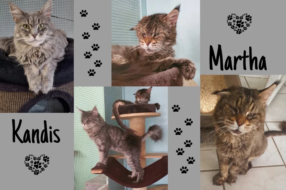 Kandis & Martha, senior Mixed Breed for adoption at Katzenhilfe Karlsruhe e.V., Karlsruhe