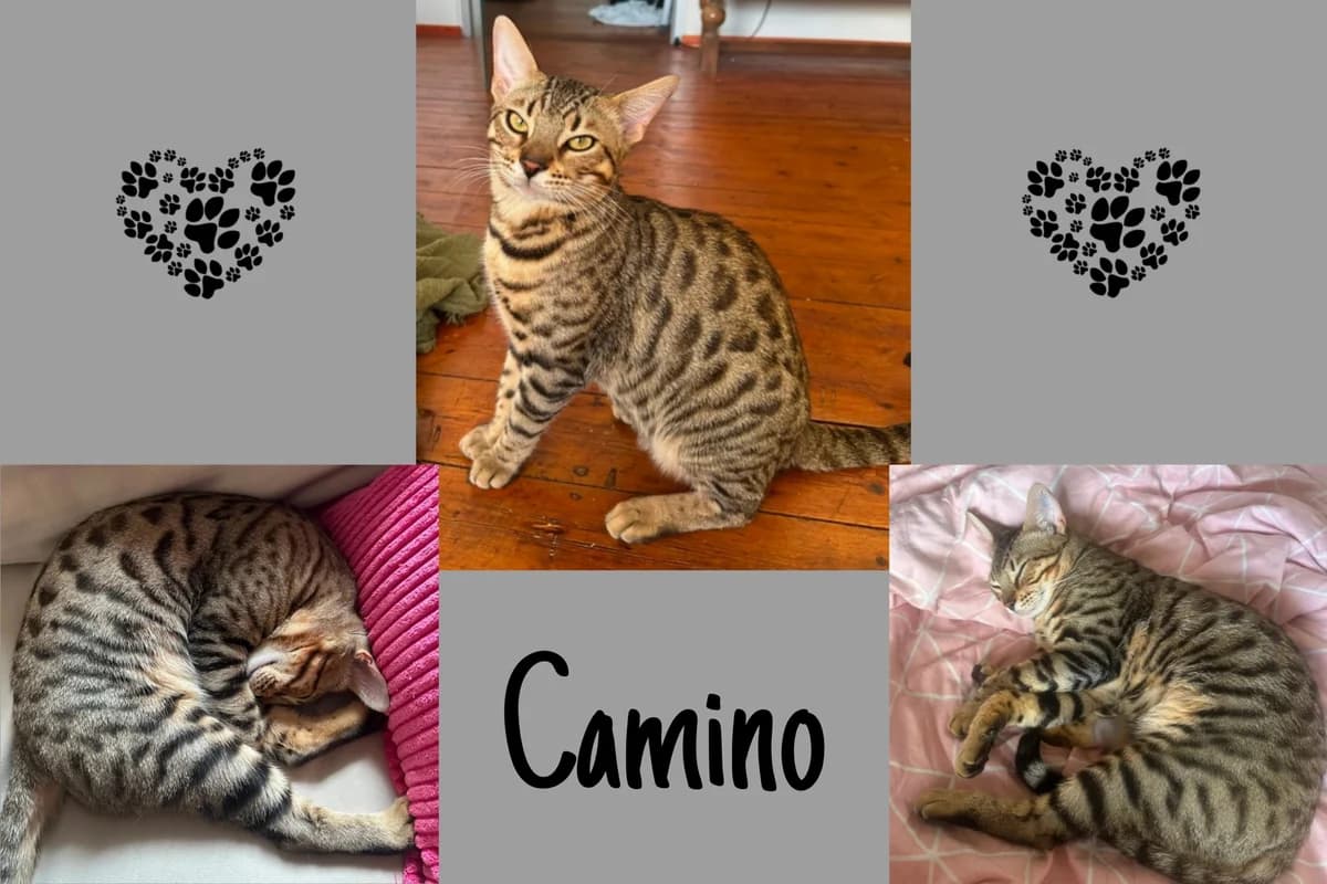 Camino, male Mixed Breed for adoption at Katzenhilfe Karlsruhe e.V., Karlsruhe