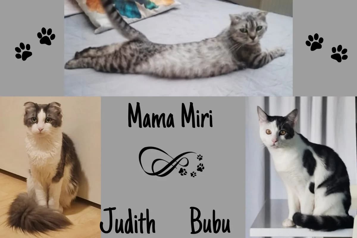 Mama Miri mir Judith & Bubu, young Mixed Breed for adoption at Katzenhilfe Karlsruhe e.V., Karlsruhe