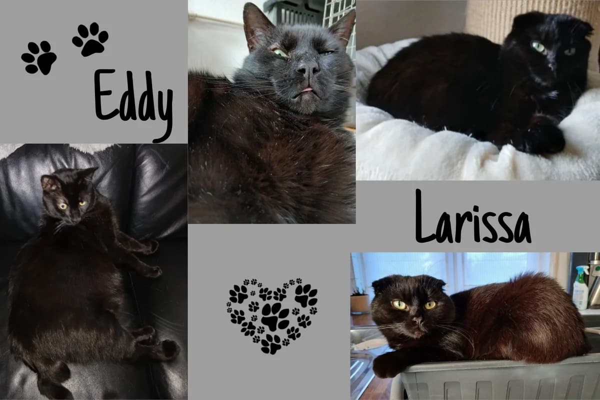 Larissa & Eddy, male young Mixed Breed for adoption at Katzenhilfe Karlsruhe e.V., Karlsruhe
