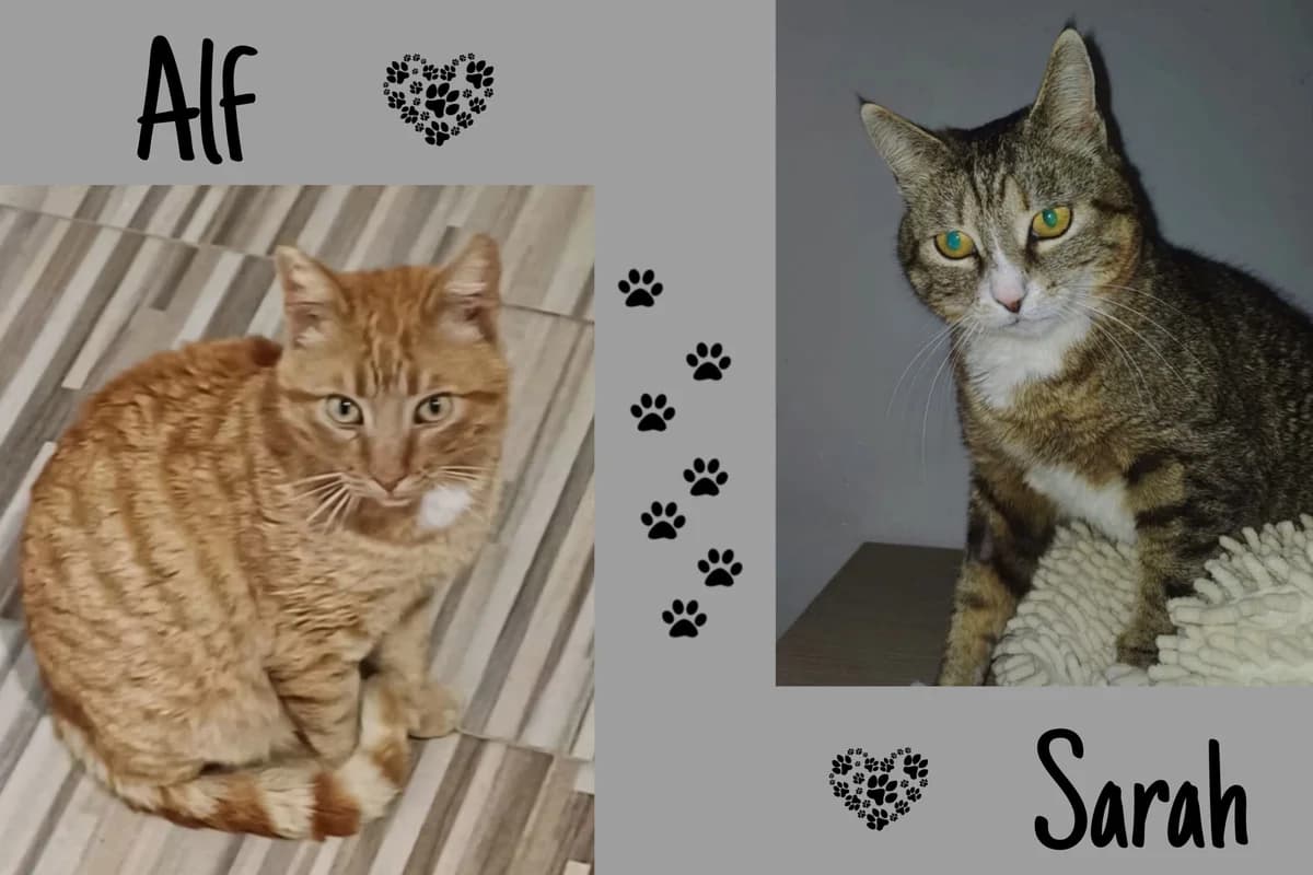 Sarah & Alf, getigert male Mixed Breed for adoption at Katzenhilfe Karlsruhe e.V., Karlsruhe