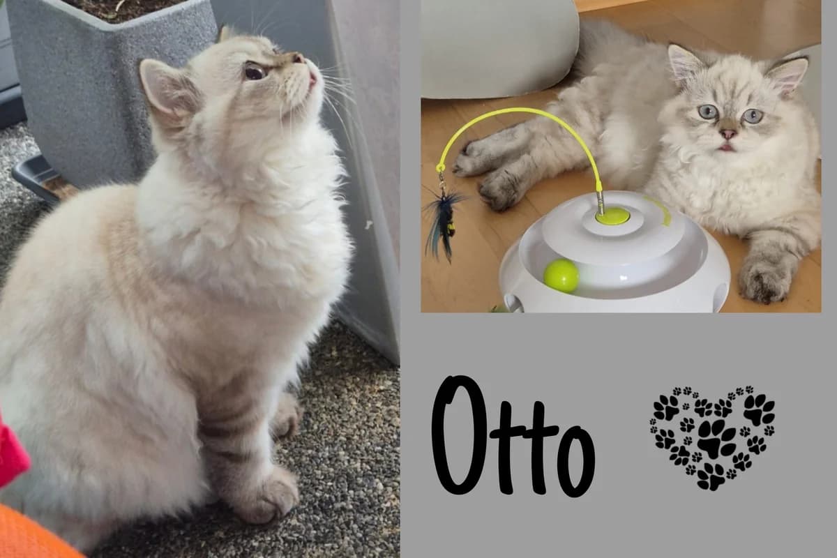 Otto, male Mixed Breed for adoption at Katzenhilfe Karlsruhe e.V., Karlsruhe