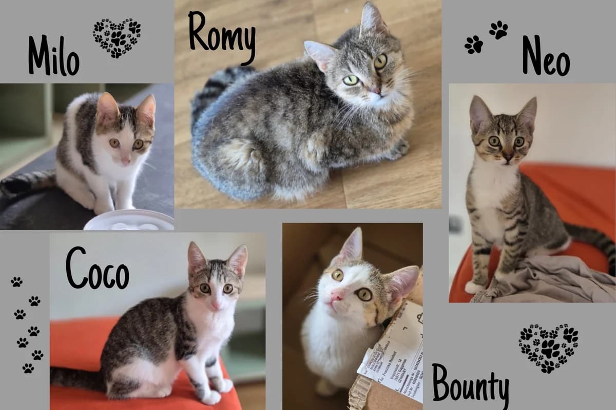 Mama Romy mit Bounty , Neo, Coco & Milo, puppy Mixed Breed for adoption at Katzenhilfe Karlsruhe e.V., Karlsruhe