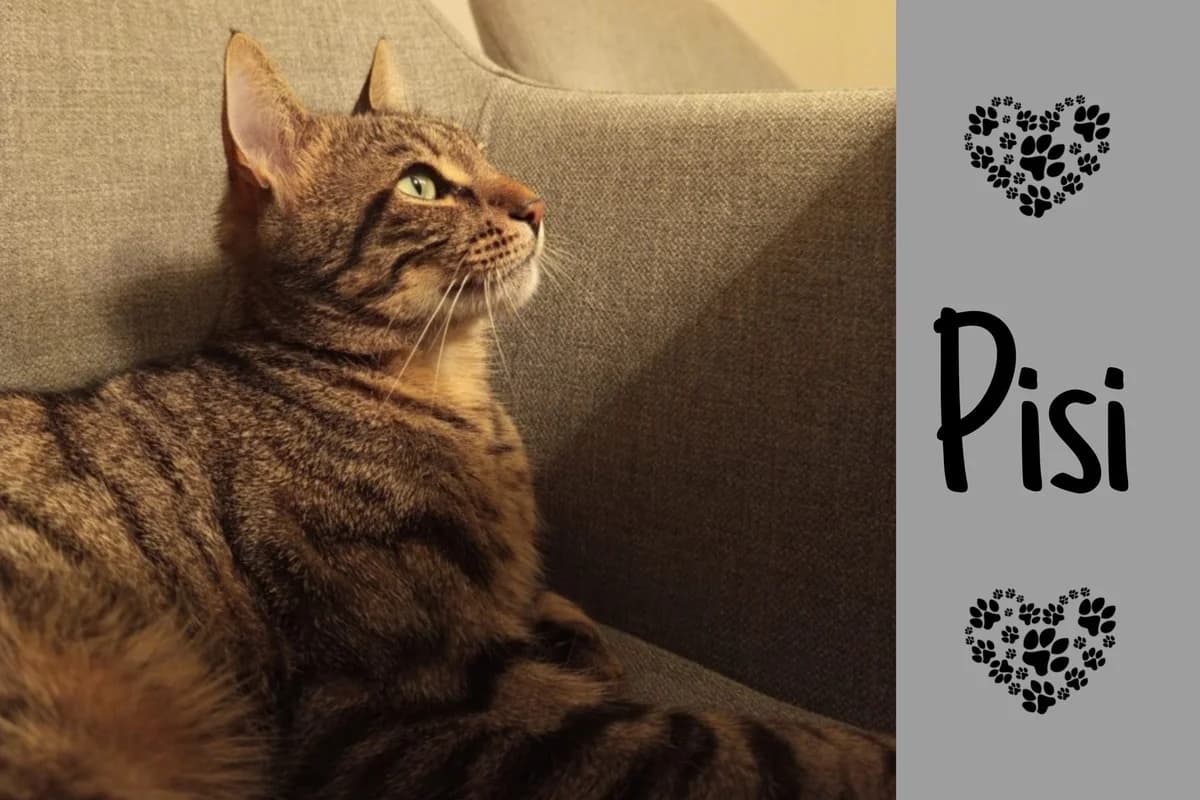 Pisi, male 4yo Mixed Breed for adoption at Katzenhilfe Karlsruhe e.V., Karlsruhe