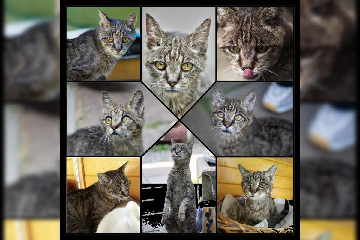 Michele, Mixed Breed for adoption at Katzenhilfe Karlsruhe e.V.