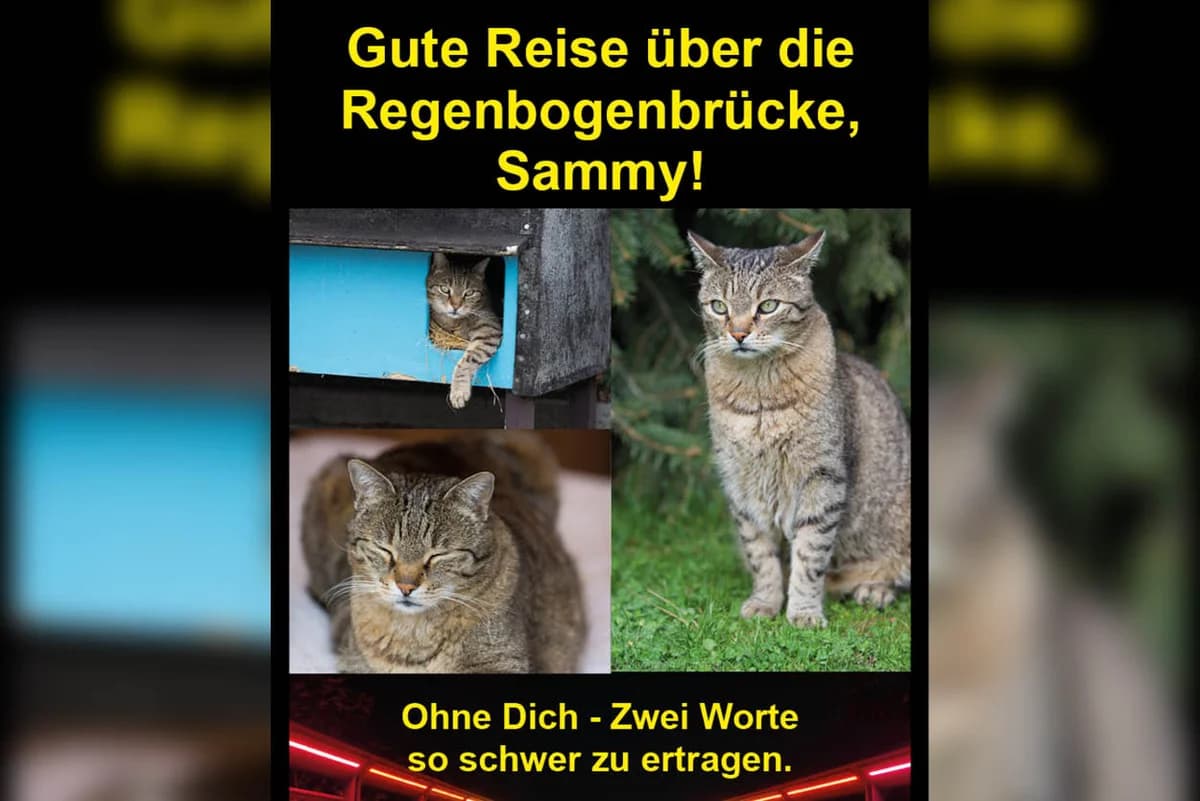 Sammy, male Mixed Breed for adoption at Katzenhilfe Karlsruhe e.V.