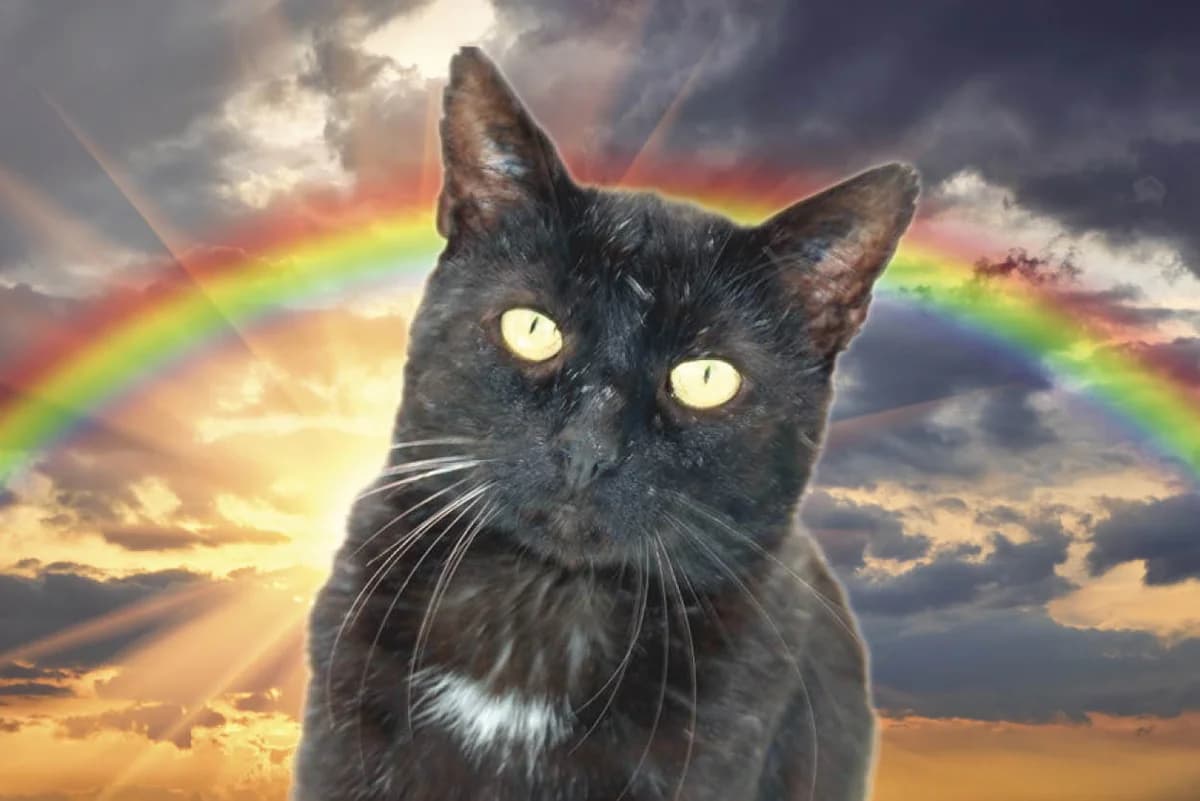 Albert, male Mixed Breed for adoption at Katzenhilfe Karlsruhe e.V.