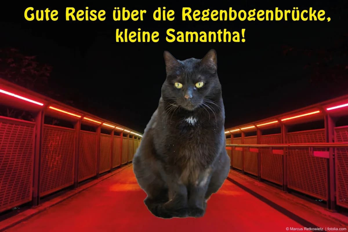Samantha, male Mixed Breed for adoption at Katzenhilfe Karlsruhe e.V.