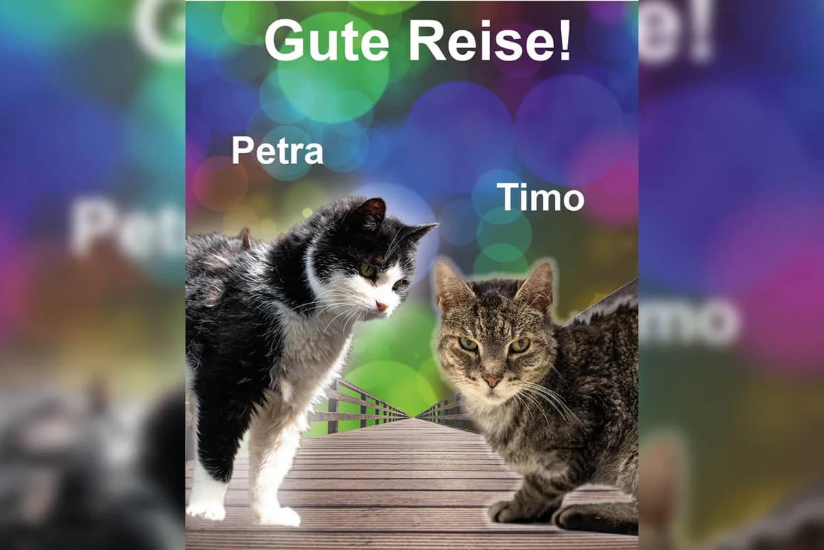 Petra und Timo, male Mixed Breed for adoption at Katzenhilfe Karlsruhe e.V.