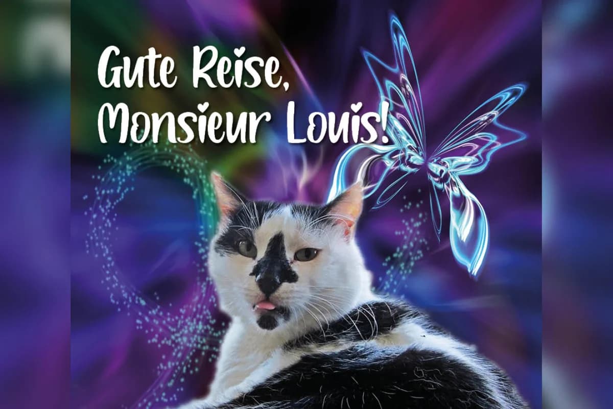 Monsieur Louis, male Mixed Breed for adoption at Katzenhilfe Karlsruhe e.V.