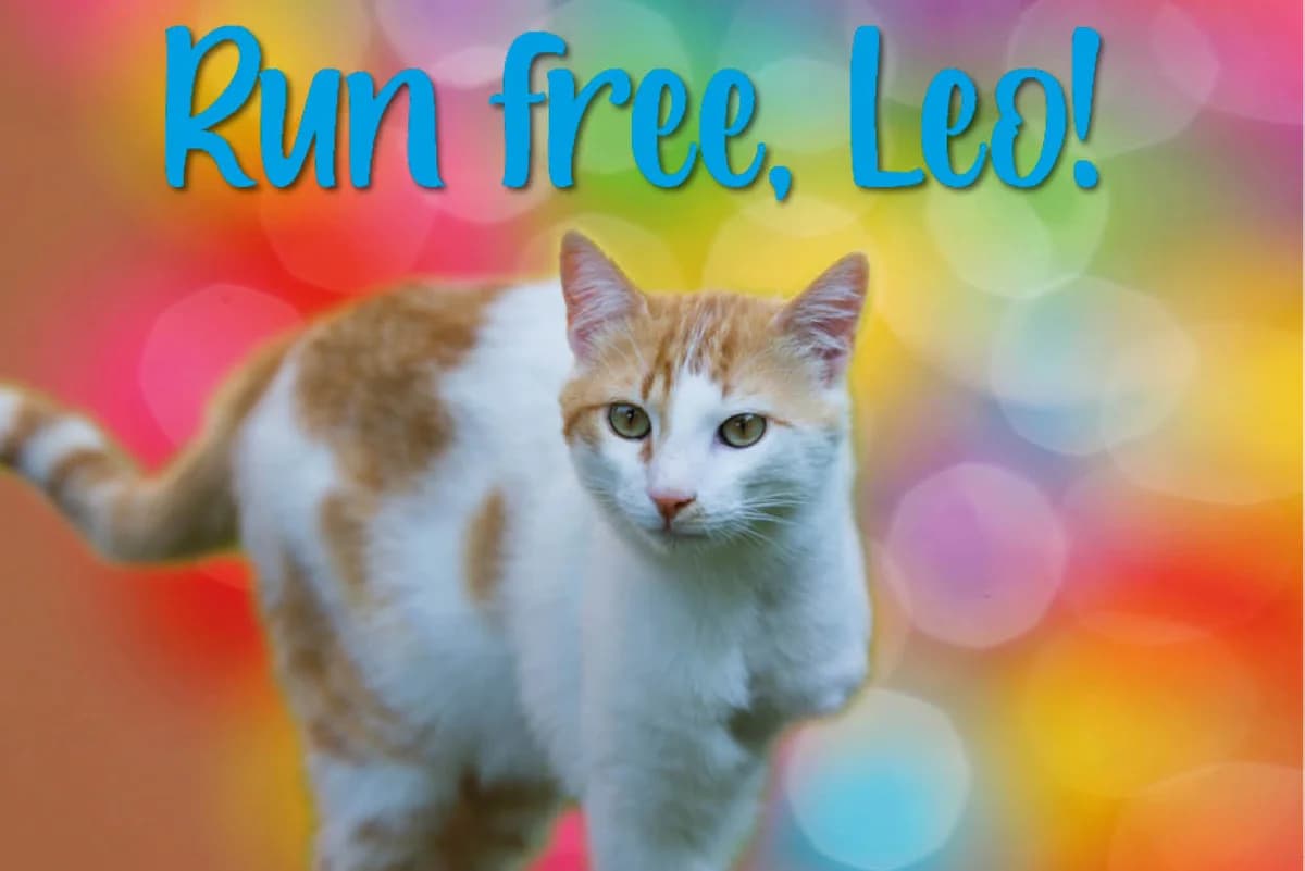 Leo, male Mixed Breed for adoption at Katzenhilfe Karlsruhe e.V.