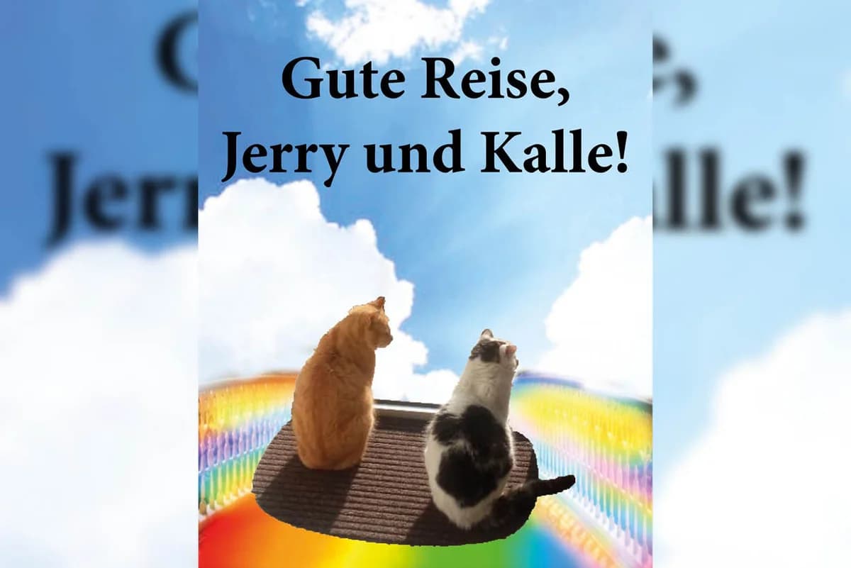 Jerry und Kalle, male Mixed Breed for adoption at Katzenhilfe Karlsruhe e.V.