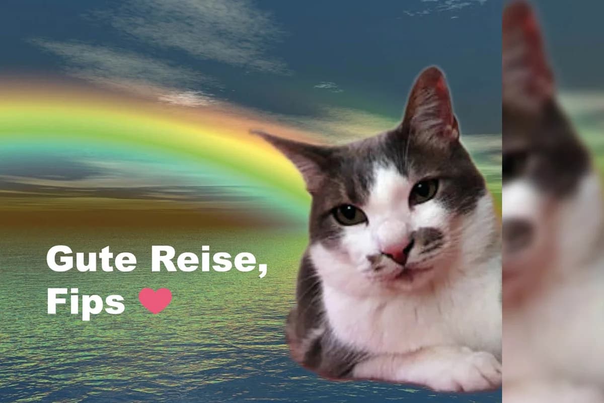 Fips, male Mixed Breed for adoption at Katzenhilfe Karlsruhe e.V.