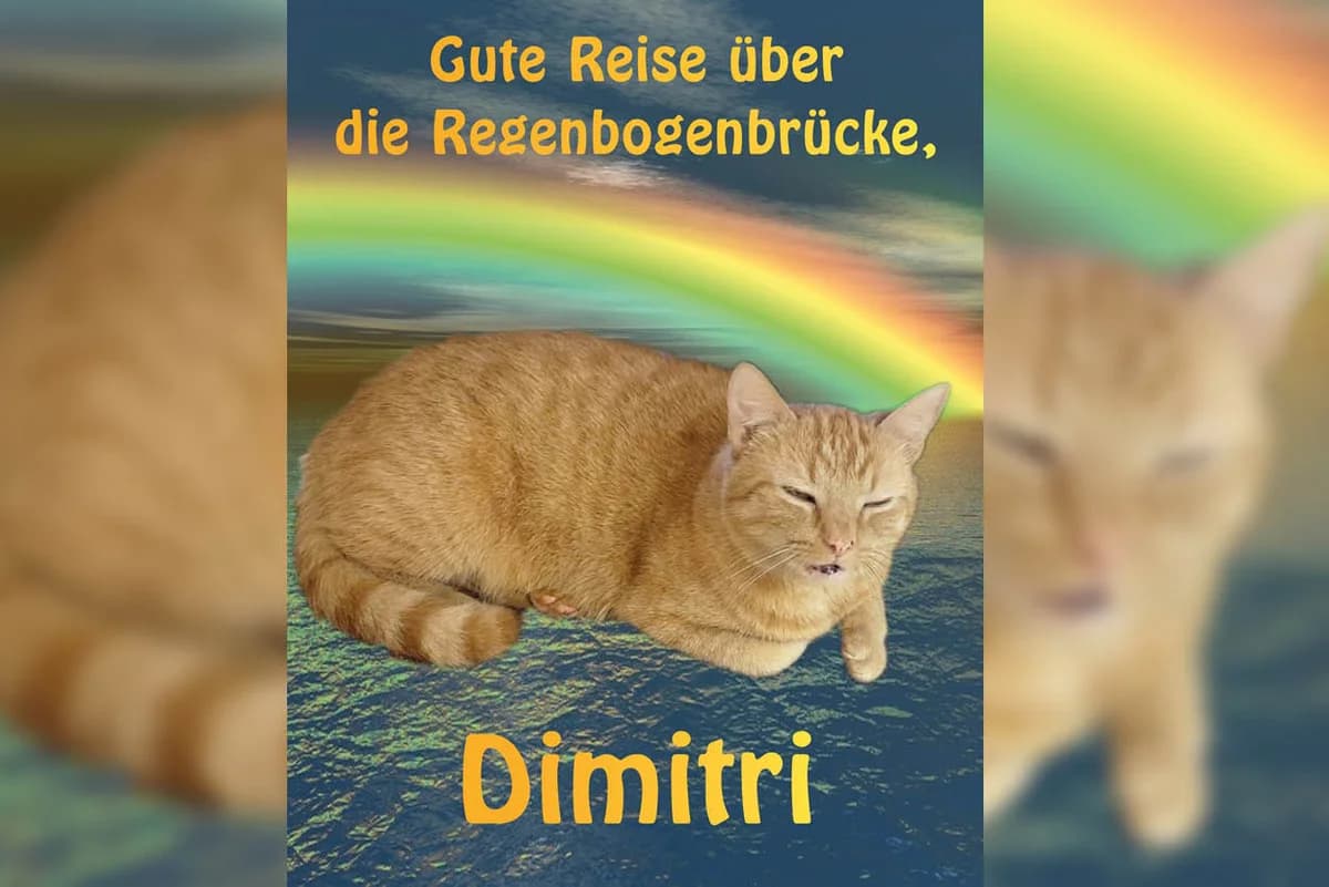 Dimitri, male Mixed Breed for adoption at Katzenhilfe Karlsruhe e.V.