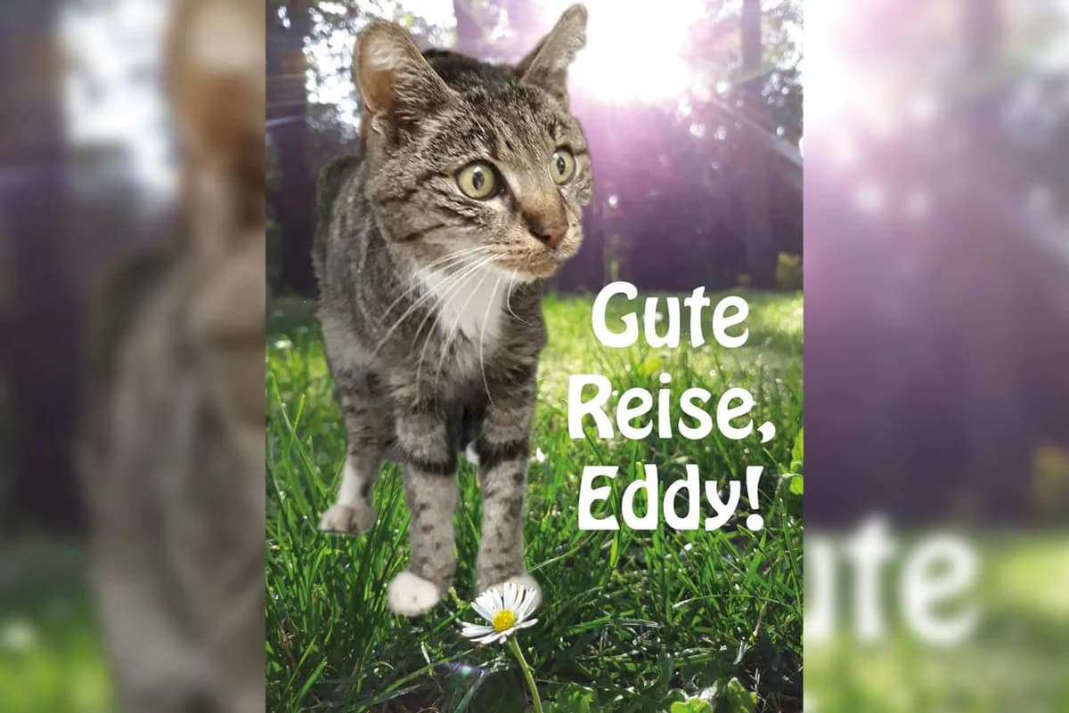 Eddy, male Mixed Breed for adoption at Katzenhilfe Karlsruhe e.V.