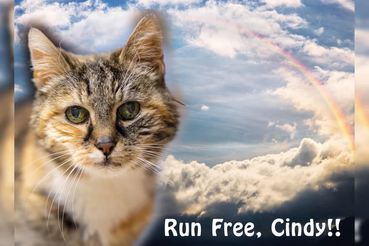 Cindy, Mixed Breed for adoption at Katzenhilfe Karlsruhe e.V.