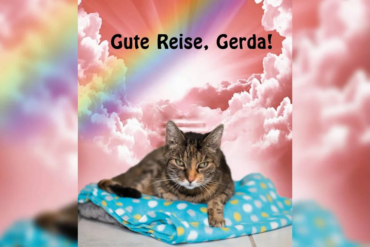 Gerda, Mixed Breed for adoption at Katzenhilfe Karlsruhe e.V.