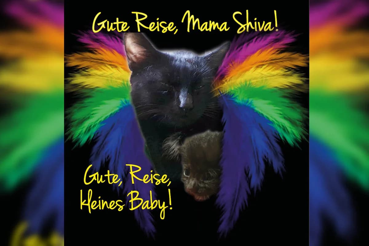 Mama Shiva und ihr Kitten, Mixed Breed for adoption at Katzenhilfe Karlsruhe e.V.