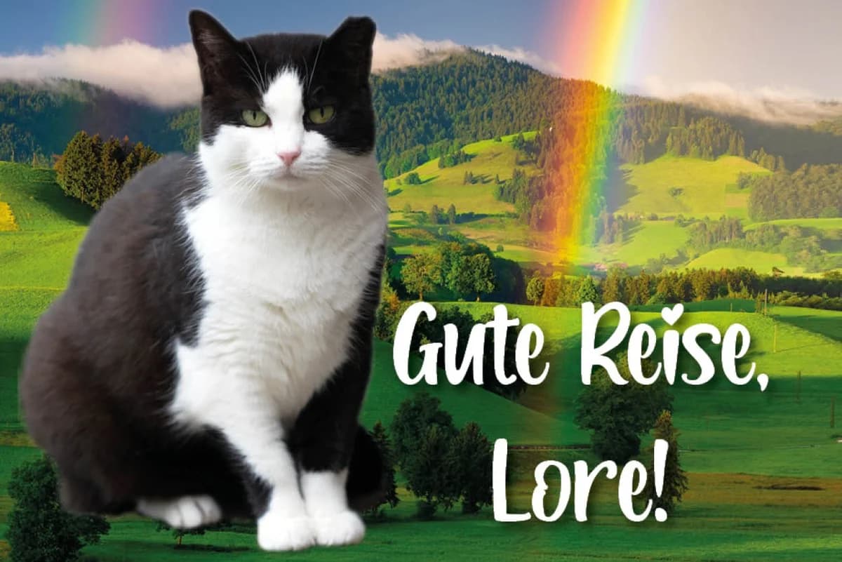 Lore, Mixed Breed for adoption at Katzenhilfe Karlsruhe e.V.