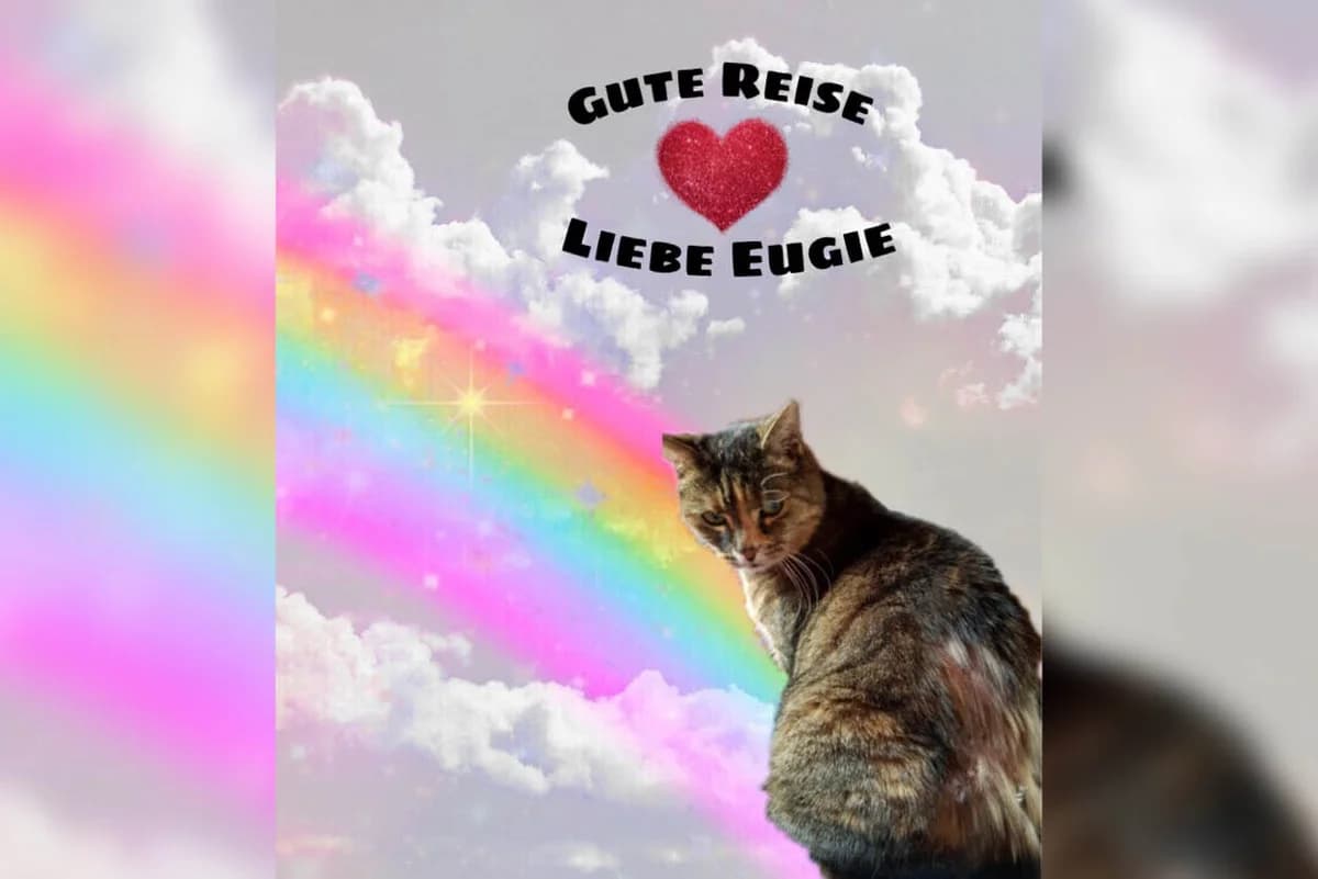 Eugie, Mixed Breed for adoption at Katzenhilfe Karlsruhe e.V.