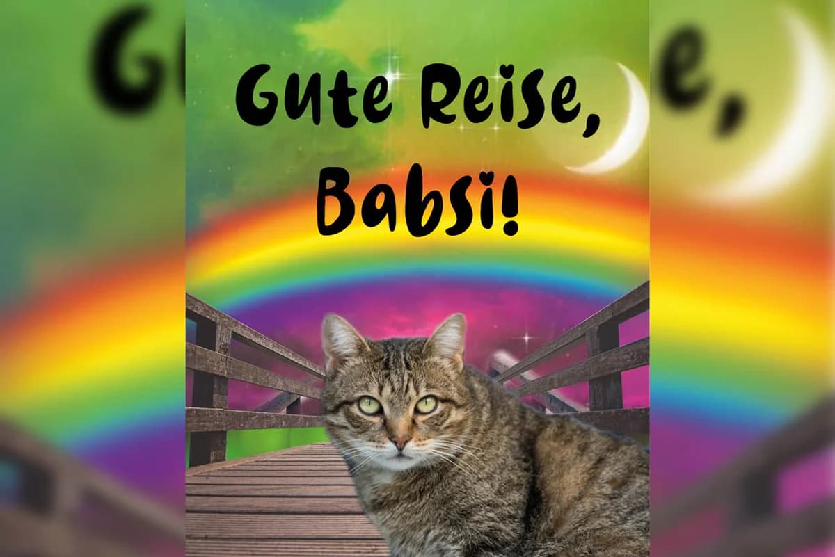 Babsi, Mixed Breed for adoption at Katzenhilfe Karlsruhe e.V.