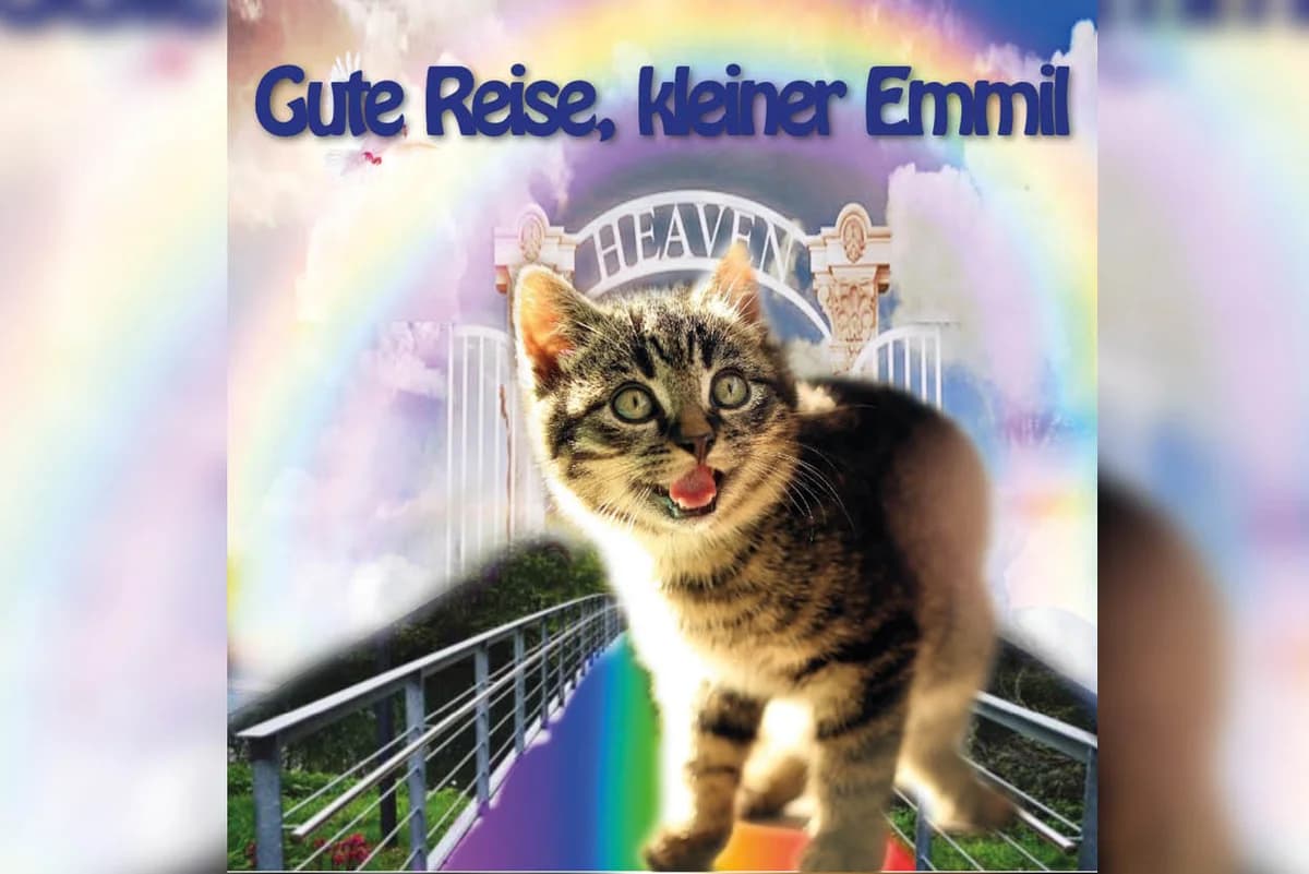 Emmil, Mixed Breed for adoption at Katzenhilfe Karlsruhe e.V.