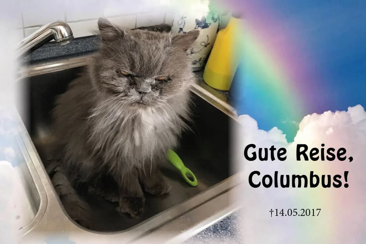 Columbus, male Mixed Breed for adoption at Katzenhilfe Karlsruhe e.V.