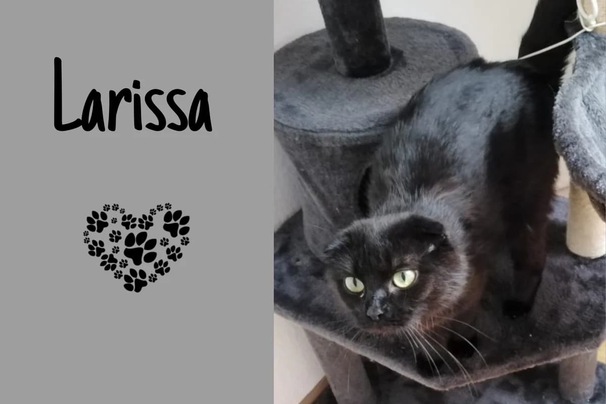 Larissa, male puppy Mixed Breed for adoption at Katzenhilfe Karlsruhe e.V., Karlsruhe