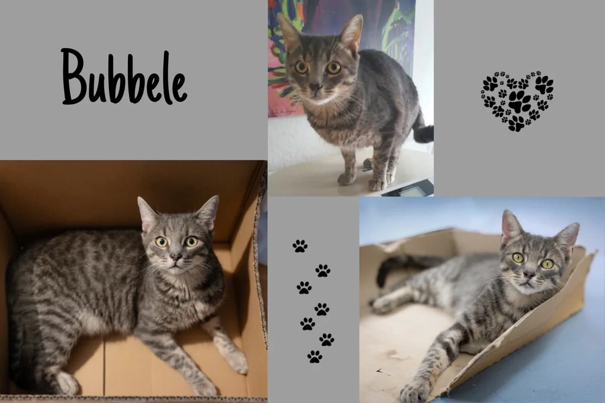 Bubble, male Bengal for adoption at Katzenhilfe Karlsruhe e.V., Karlsruhe