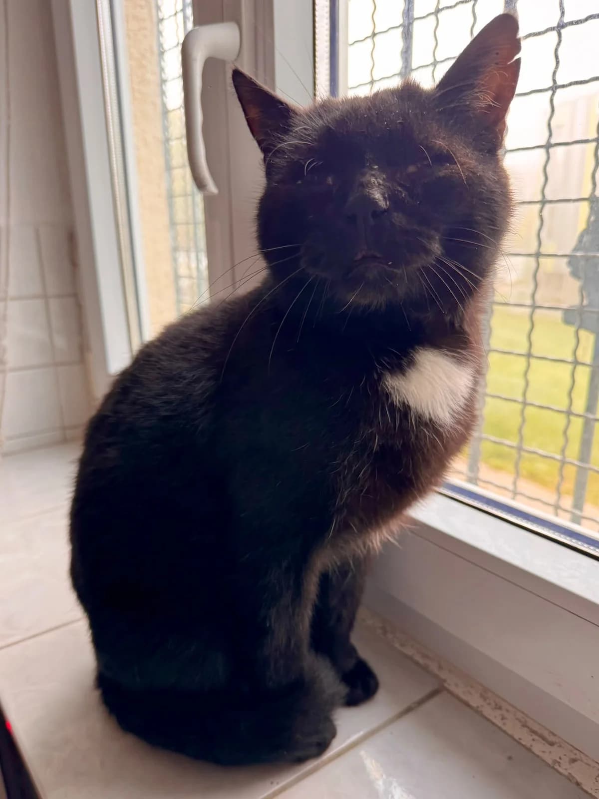 Hansi, male Mixed Breed for adoption at Katzenhilfe Laupheim, Laupheim