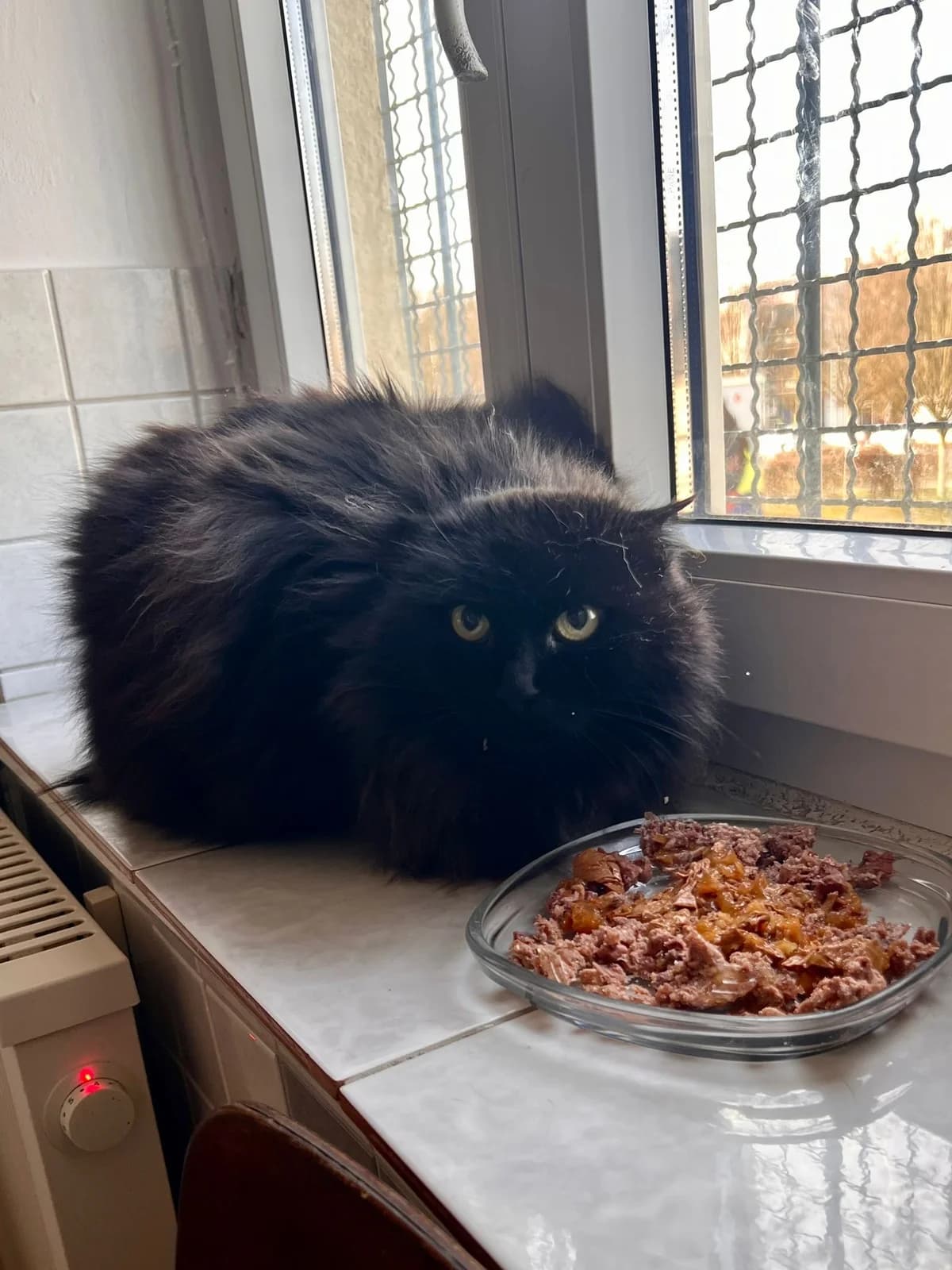 Sammy & Lucky, male Mixed Breed for adoption at Katzenhilfe Laupheim, Laupheim