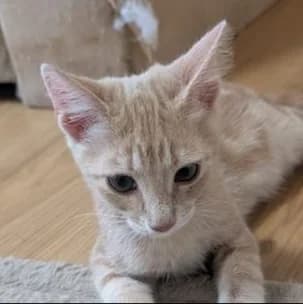 Anastasia, female Mixed Breed for adoption at Katzenhilfe Lazarus e.V.