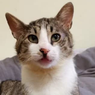 Birdie, male senior Mixed Breed for adoption at Katzenhilfe Lazarus e.V.