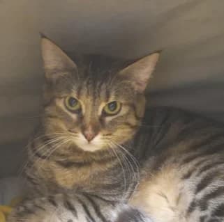 Callie, female Mixed Breed for adoption at Katzenhilfe Lazarus e.V.
