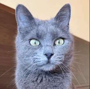 Charizma, female Mixed Breed for adoption at Katzenhilfe Lazarus e.V.