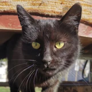 Chernusha, female Mixed Breed for adoption at Katzenhilfe Lazarus e.V.