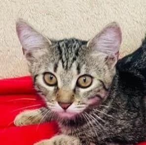 Cinnamon, female Mixed Breed for adoption at Katzenhilfe Lazarus e.V.