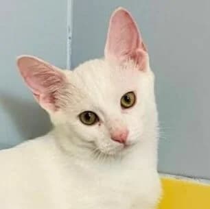 Cotton, male Mixed Breed for adoption at Katzenhilfe Lazarus e.V.